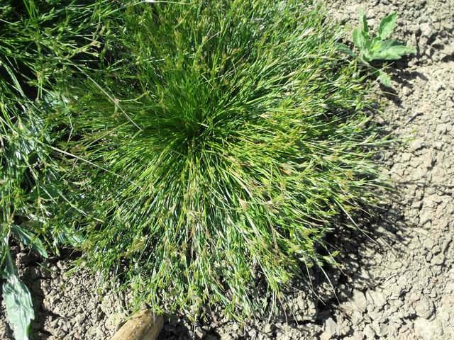 Da identificare - Juncus